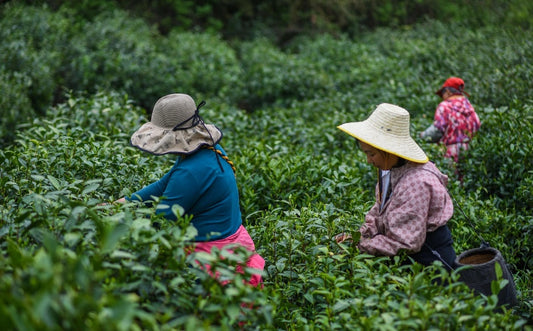 Ethnographic Insights into Fujian Tea Farmers: An Anthropological Literature Review