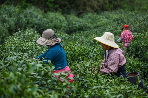 Ethnographic Insights into Fujian Tea Farmers: An Anthropological Literature Review