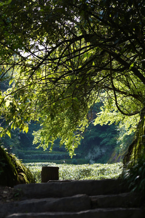 Echoes of the Past: A Journey Through Wuyi Mountain's Rock Tea Groves